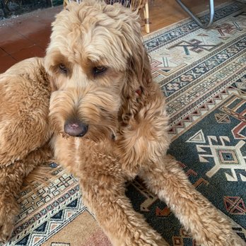 Nature's Acres Boarding & Training Kennels - My dog - Pet Sitting Near Me - Damascas, Oregon