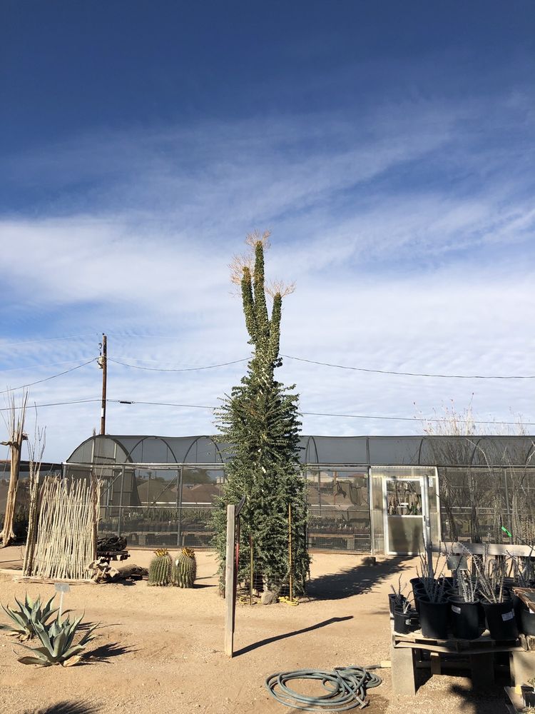 ARIZONA CACTUS SALES 84 Photos & 48 Reviews 1619 S Arizona Ave, Chandler, AZ Yelp