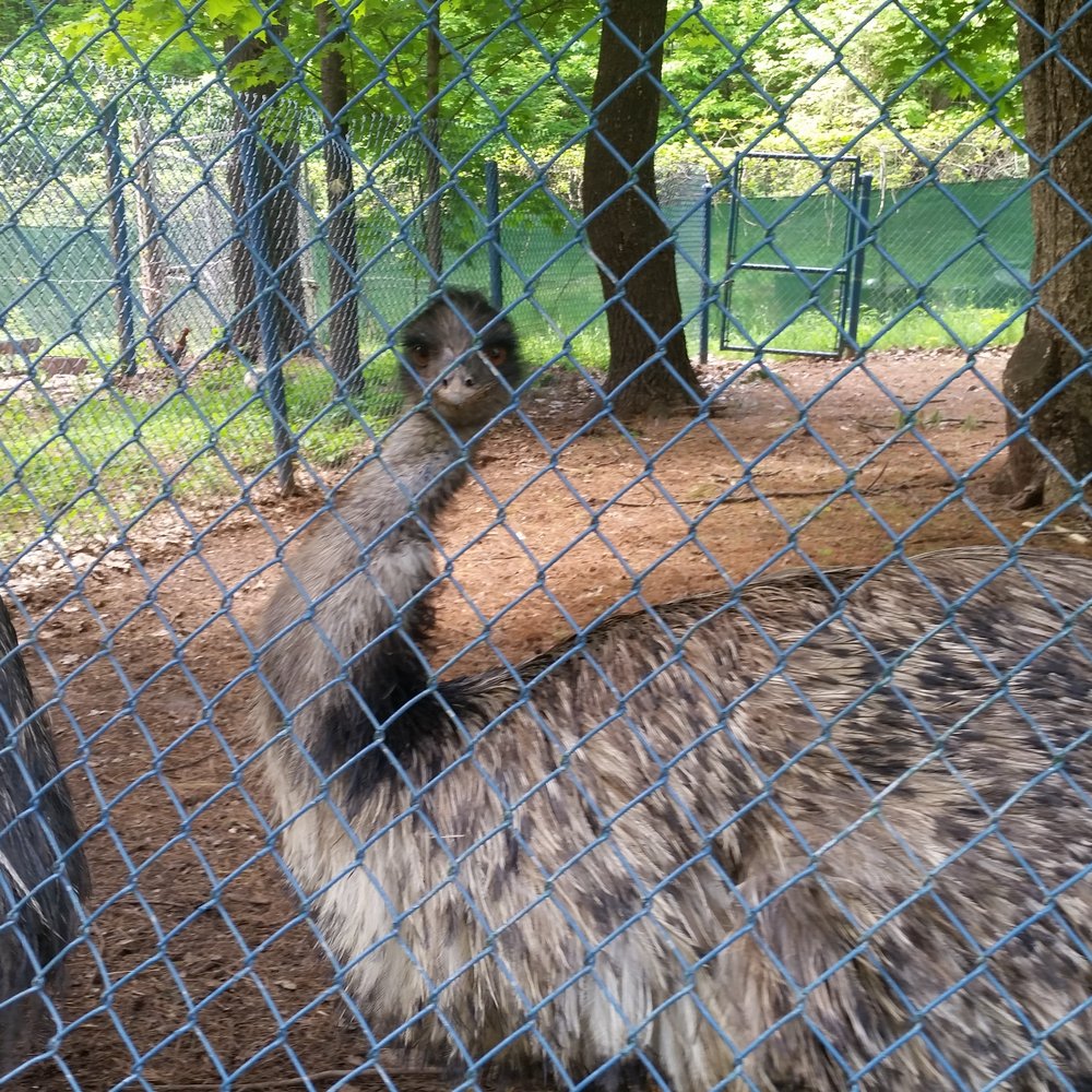 Bailiwick Animal Park - Horseback Riding Near Me - Catskill, New York