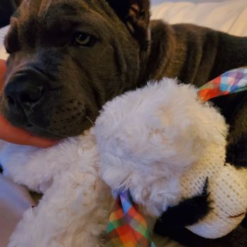 Americana Cane Corso - Pet Breeders Near Me - Cable, Ohio
