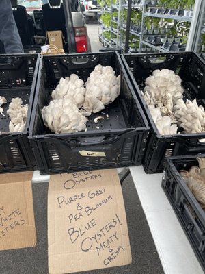 Brighton Farmers' Market by null