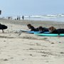 Photo of Encinitas Surf Lessons