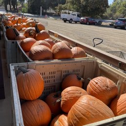 Still a bunch of humungo pumpkins here :) Still a bunch of humungo pumpkins here :)