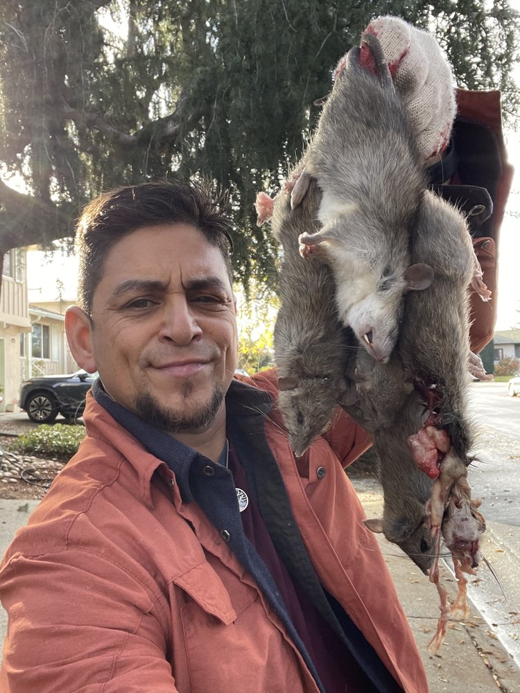 RAPID RODENT REMOVAL LAS VEGAS Updated October 2024 1105 Photos