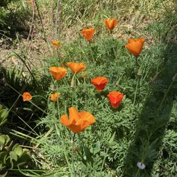 Esmeralda Steps - Enjoy the CA poppies 05.03.24