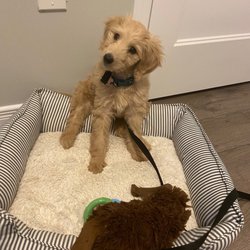 Country Care Doodles - Gracie 2 months