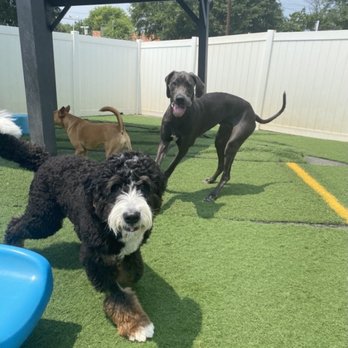 K9 Playland - Pet Sitting Near Me - Charlotte, North Carolina K9 Playland - Pet Sitting Near Me - Charlotte, North Carolina