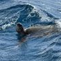 Photo of Maui Adventure Cruises