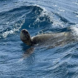 Maui Adventure Cruises - Sea turtle