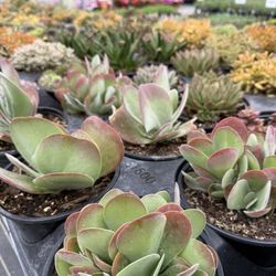 Perennials Plus - Huge succulents