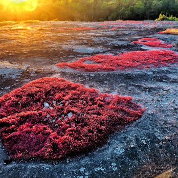 Arabia Mountain National Heritage Area - Parks Near Me - Stonecrest, Georgia Arabia Mountain National Heritage Area - Parks Near Me - Stonecrest, Georgia