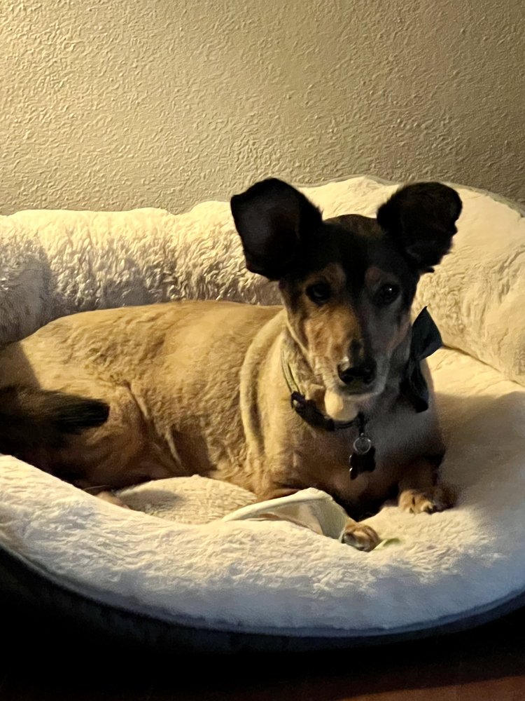 K904 AT YOUR DOOR MOBILE PET GROOMING Updated September 2024 15