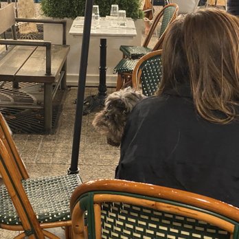 Le District - I was heavily flirting with this dog!! Lol - French Near Me - New York, New York Le District - I was heavily flirting with this dog!! Lol - French Near Me - New York, New York