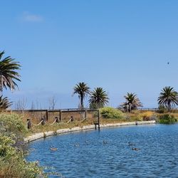 Palo Alto Duck Pond - A few ducks in summer 2025