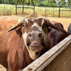 Kauai Plantation Railway - Rescue cows