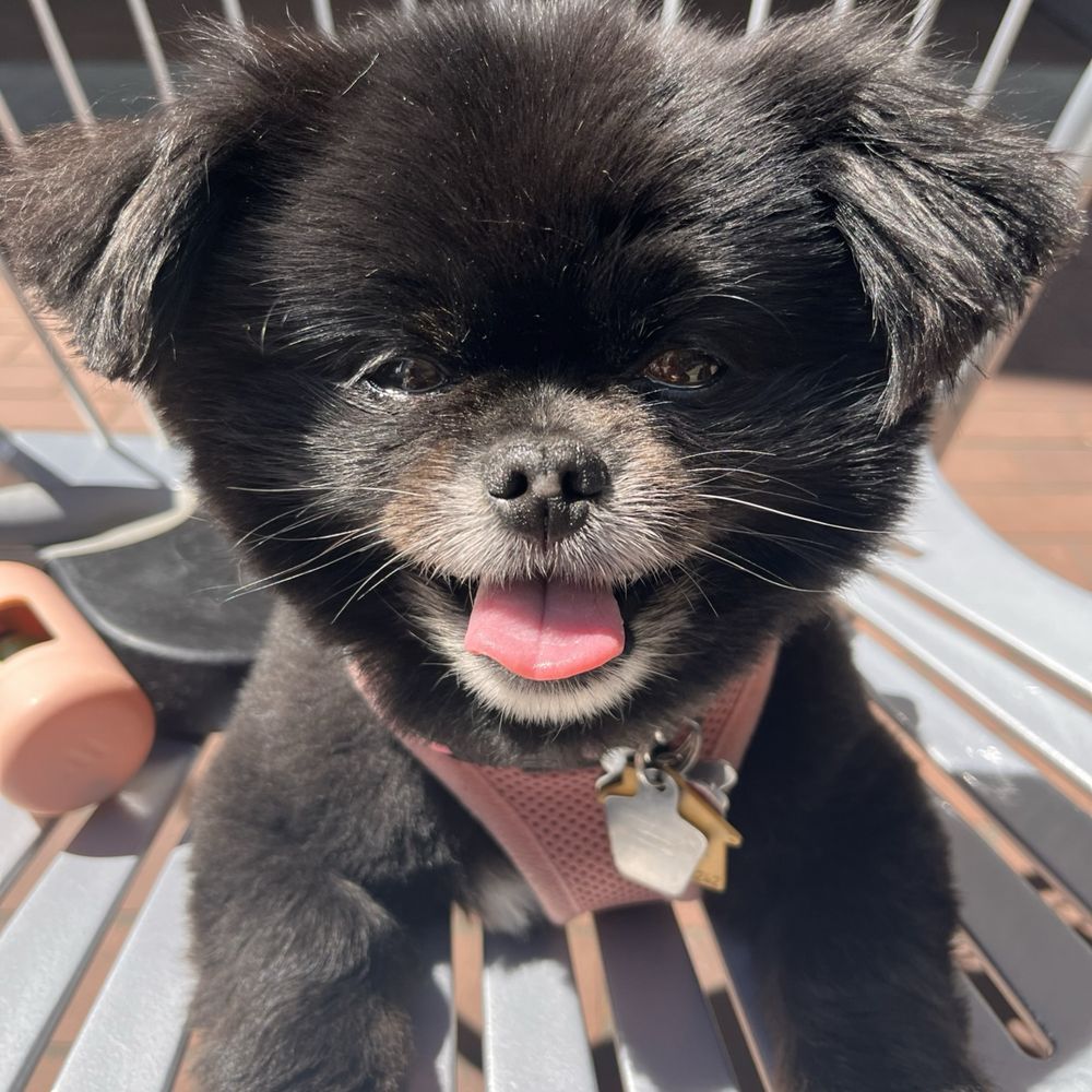Coco after the groomers! Coco after the groomers!