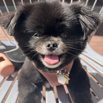Bellevue Pet Spa - Coco after the groomers! - Pet Groomers Near Me - Bellevue, Washington Bellevue Pet Spa - Coco after the groomers! - Pet Groomers Near Me - Bellevue, Washington