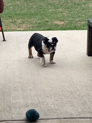 Animal Hospital On Teasley Lane 13 Photos 32 Reviews Veterinarians 3517 Teasley Ln Denton Tx Phone Number Yelp