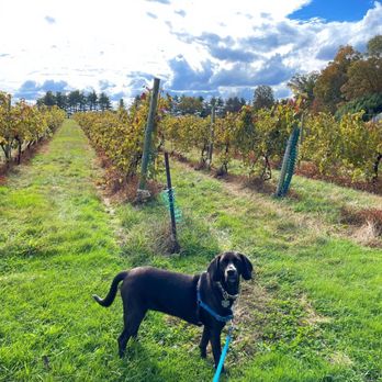 Wycombe Vineyards - Dog friendly! - Wineries Near Me - Furlong, Pennsylvania Wycombe Vineyards - Dog friendly! - Wineries Near Me - Furlong, Pennsylvania