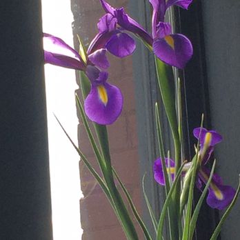 Alma - Irises in the windows - Cafes Near Me - Minneapolis, Minnesota