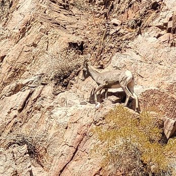 Evolution Expeditions - Longhorn Sheep - Rafting/Kayaking Near Me - Boulder City, Nevada