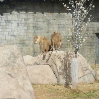 El Paso Zoo - Lions - Aquariums Near Me - El Paso, Texas El Paso Zoo - Lions - Aquariums Near Me - El Paso, Texas