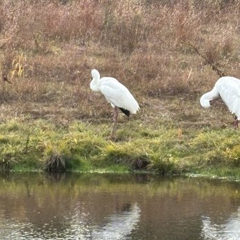 International Crane Foundation - Zoos Near Me - Baraboo, Wisconsin International Crane Foundation - Zoos Near Me - Baraboo, Wisconsin