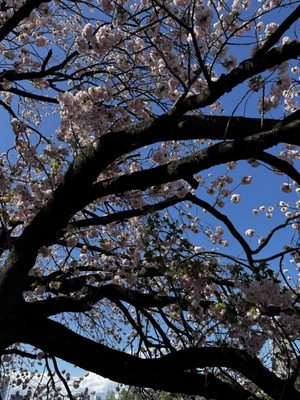 Shinjuku Gyoen National Garden by null