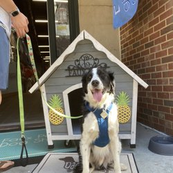 Faux Paws Dog Shop