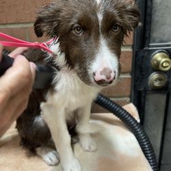 Oasis Pet Spa Grooming Giftly Beautiful Gift Card Alternative