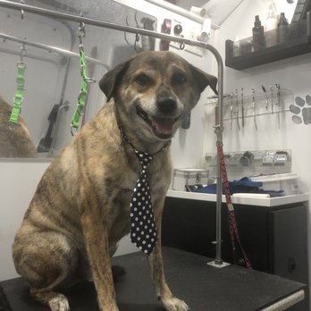 Magnolia's Mobile Pet Salon - Great service ! - Pet Groomers Near Me Magnolia's Mobile Pet Salon - Great service ! - Pet Groomers Near Me