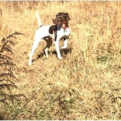 Mountains To Coast - QUAIL HUNTING GUIDED TRIPS. BOOK NOW FOR OCTOBER THRU MARCH.