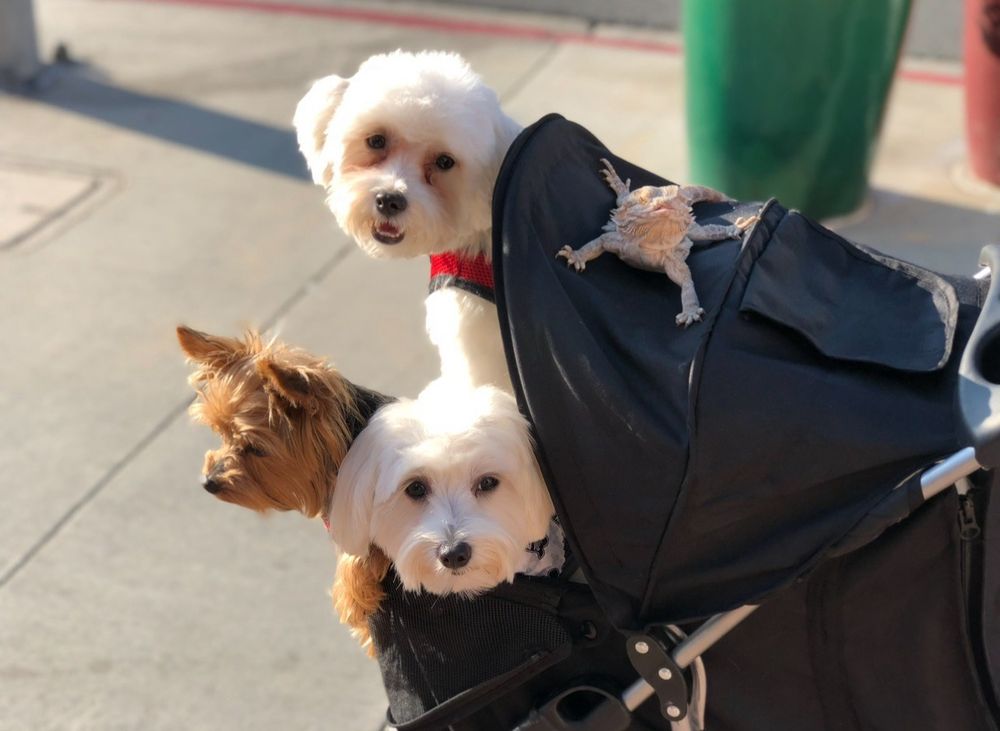 Homeboy Puppy Fades Dog Grooming