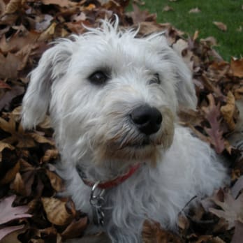 Dogs Deserve It - Dog Walkers Near Me - Chicago, Illinois Dogs Deserve It - Dog Walkers Near Me - Chicago, Illinois