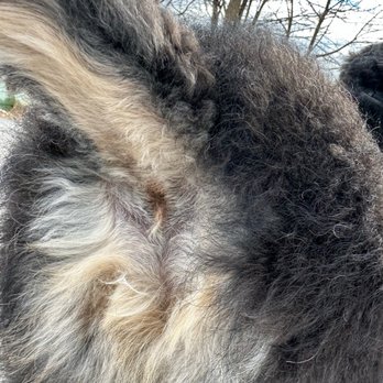 Bark Now - My dog's butt AFTER "sanitary grooming". - Pet Groomers Near Me - Concord, New Hampshire Bark Now - My dog's butt AFTER "sanitary grooming". - Pet Groomers Near Me - Concord, New Hampshire