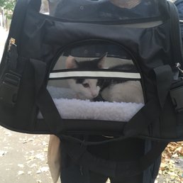 Calm kitty after his appointment! Calm kitty after his appointment!