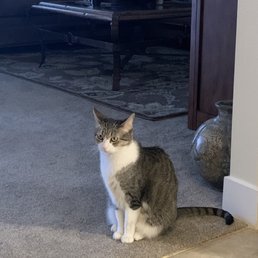 Adopted this wonderful cat from the facility Adopted this wonderful cat from the facility