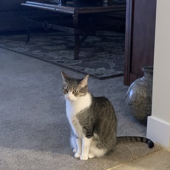 Friends For Life Animal Rescue - Adopted this wonderful cat from the facility - Animal Shelters Near Me - Gilbert, Arizona Friends For Life Animal Rescue - Adopted this wonderful cat from the facility - Animal Shelters Near Me - Gilbert, Arizona