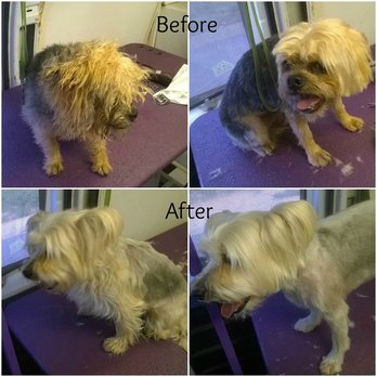 Anything's Pawsable - Pet Groomers Near Me Anything's Pawsable - Pet Groomers Near Me