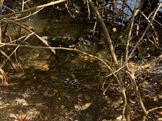 Richardson Historic Park & Nature Preserve by null