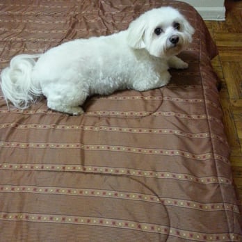 4 Paws Grooming Salon - Pet Groomers Near Me - Brooklyn, New York 4 Paws Grooming Salon - Pet Groomers Near Me - Brooklyn, New York
