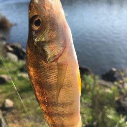 Another yellow perch.