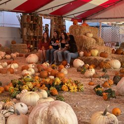 Mr. Jack O' Lanterns Pumpkins - Family fun at Mr. Jack O' Lanterns Pumpkins