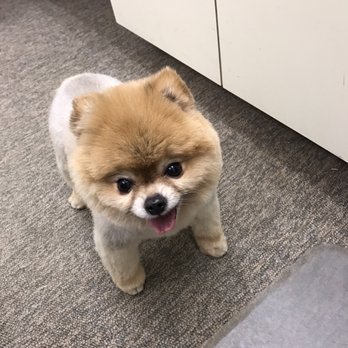 Shampooch Dog Salon - Pet Groomers Near Me - Sausalito, California