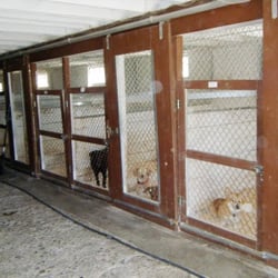 Pegasus Woof & Purr Kennel - Notice the natural light coming in from the windows.