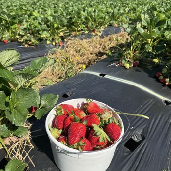 LCCL Strawberry Farm - LCCL Strawberry Farm - Farmers Market Near Me - Rome, Georgia LCCL Strawberry Farm - LCCL Strawberry Farm - Farmers Market Near Me - Rome, Georgia