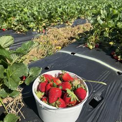 LCCL Strawberry Farm - LCCL Strawberry Farm