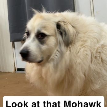 Clarkesville Veterinary Hospital - Remi - Veterinarians Near Me - Clarkesville, Georgia