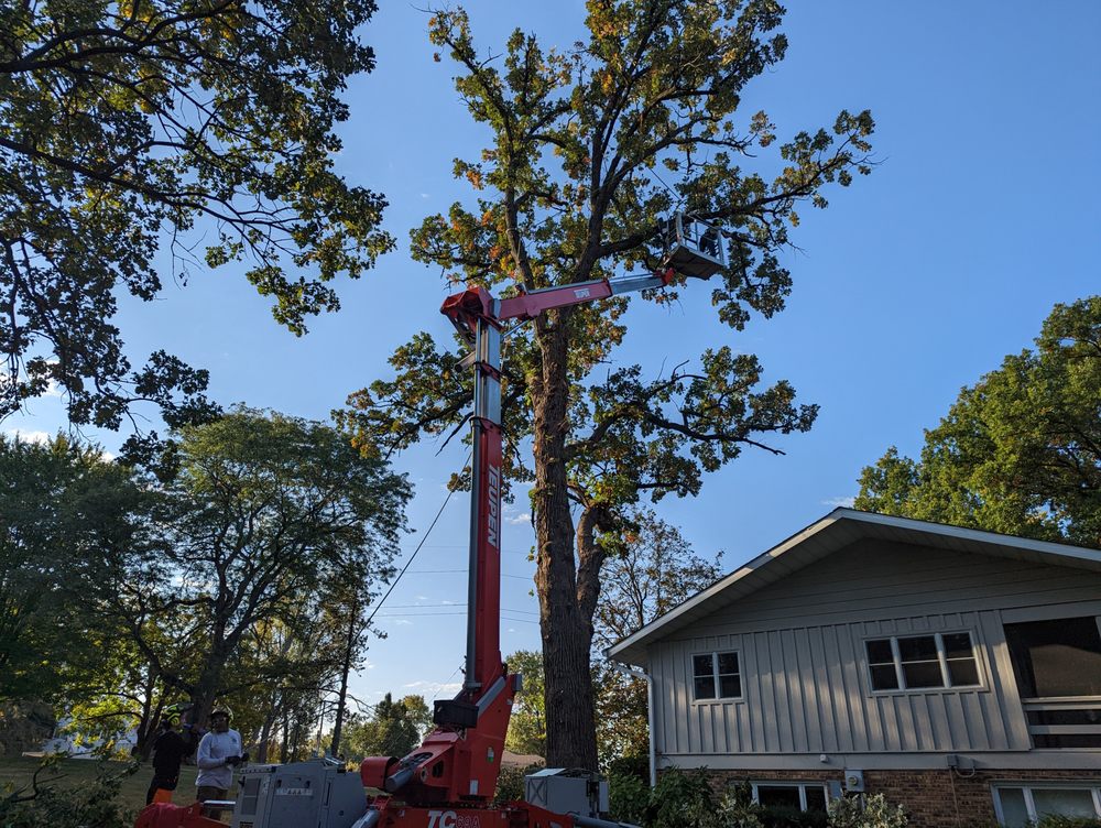 Aim To Tame Tree Service - tree service in Peoria, IL