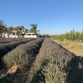 Great Bear Vineyards - Beautiful fields of lavender - Wine Tasting Room Near Me - Davis, California